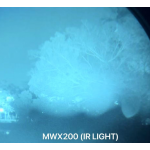 Somogear WMX200 Tactical Light (30,000 Candela)
